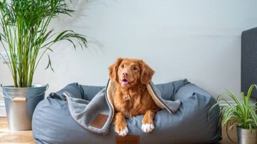 ¿Los perros pueden sufrir de insomnio igual que las personas?