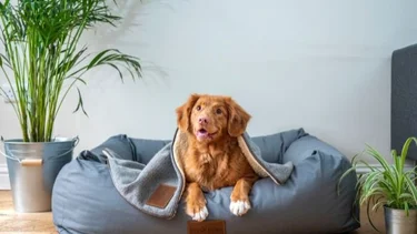 ¿Los perros pueden sufrir de insomnio igual que las personas?