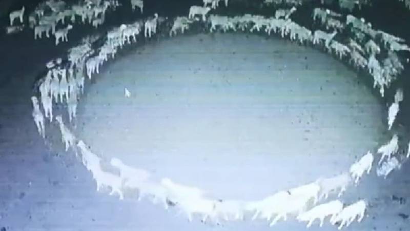 China: ovejas caminan en círculo hace 14 días. 