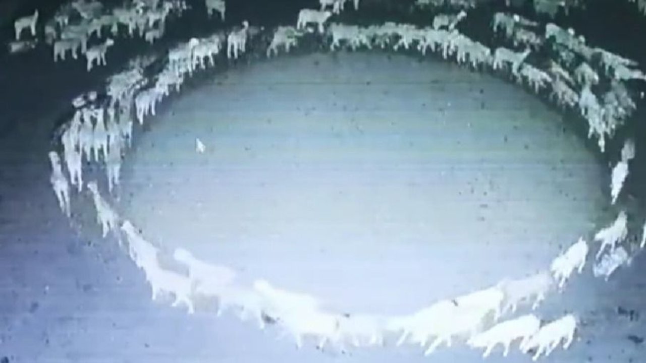 China: ovejas caminan en círculo hace 14 días. 