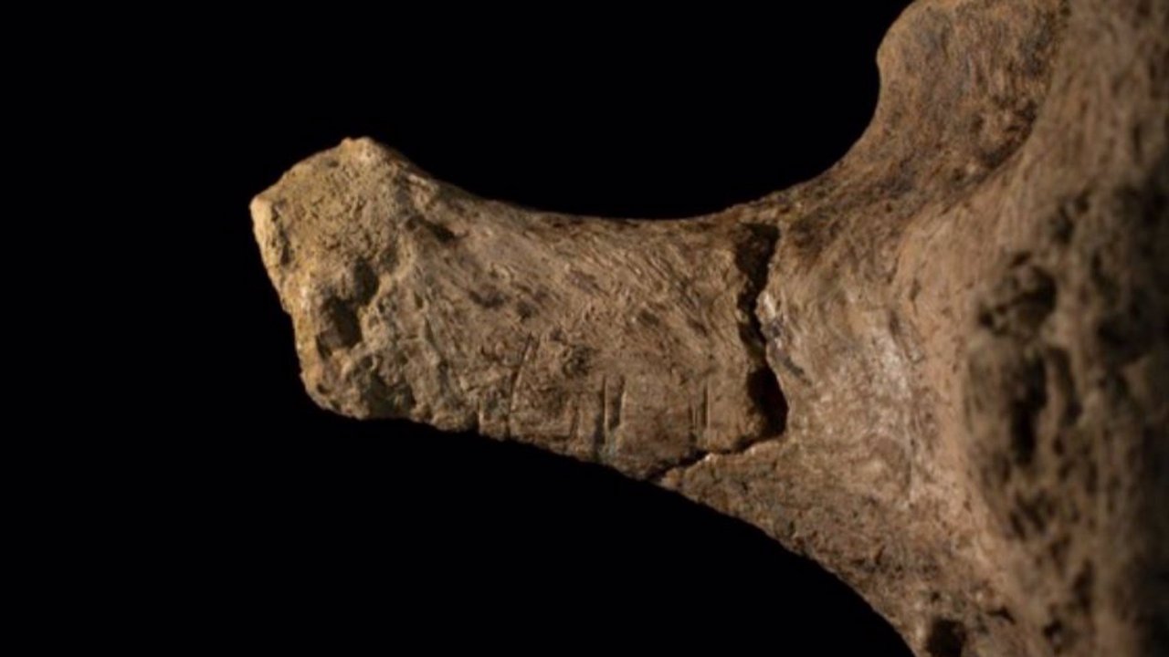 Humanos cazaron ancestros de elefantes hace 12.000 años en Chile