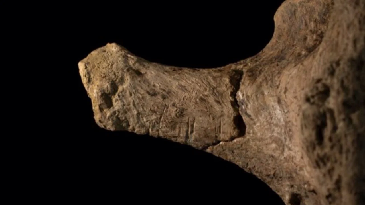 Humanos cazaron ancestros de elefantes hace 12.000 años en Chile