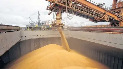 El precio de la soja al productor tocó récord El precio de la soja al productor tocó récord