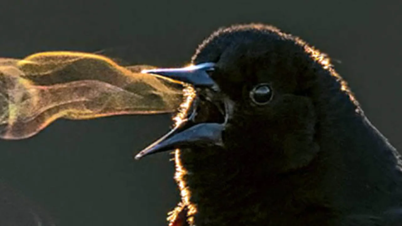 El canto de las aves: ¿por qué su estudio puede beneficiar al ser humano?