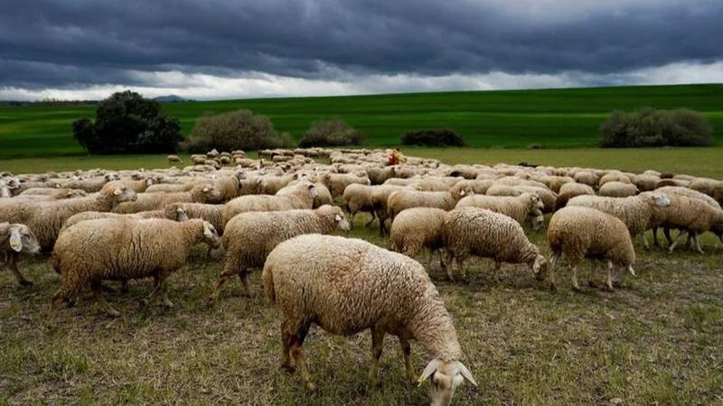 Animales caminando en círculos