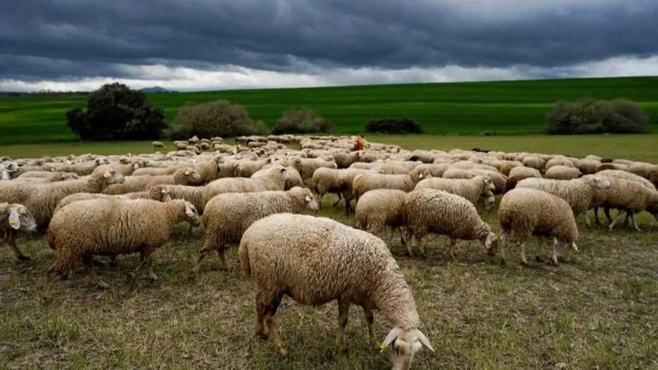 Animales caminando en círculos