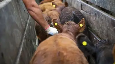 Alerta en Laguna Yema: el SENASA confirmó casos de rabia paresiante y tristeza bovina Alerta en Laguna Yema: el SENASA confirmó casos de rabia paresiante y tristeza bovina