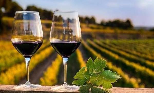 Ruta del Vino: la propuesta riojana para disfrutar de las mejores bodegas de la provincia
