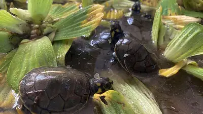 Liberan a miles de crías de tortugas en periodo más corto de eclosión por ola de calor en Perú Liberan a miles de crías de tortugas en periodo más corto de eclosión por ola de calor en Perú
