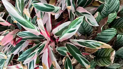 Maranta tricolor Maranta tricolor