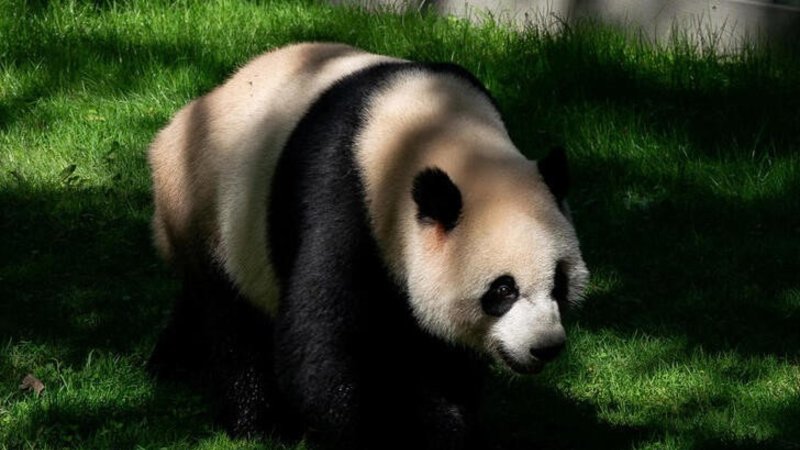Estados Unidos acogerá los pandas si China los manda de vuelta, según la Casa Blanca