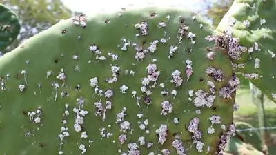 Cochinilla Cochinilla
