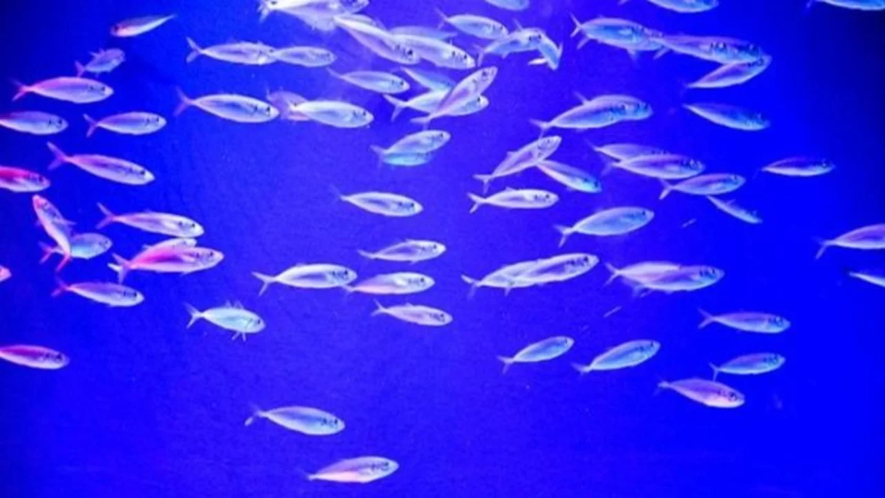 Animales luminosos Calamar