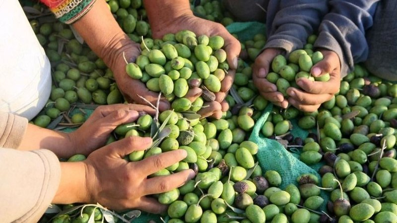 Cosecha de aceitunas