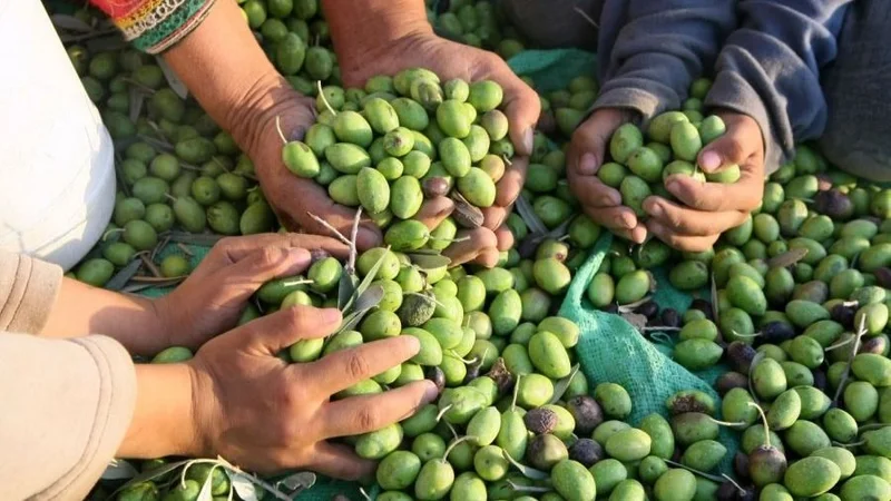 Cosecha de aceitunas