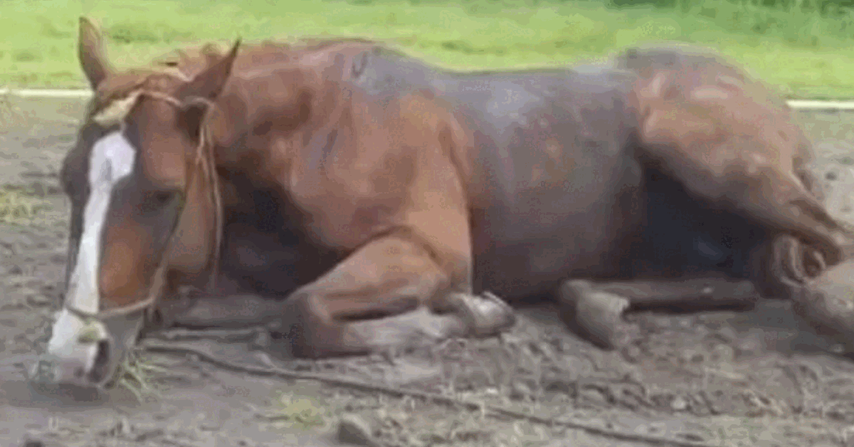 caballos, enfermedad caballos, enfermedad