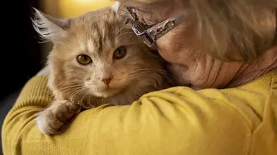 Gato y su dueña. Gato y su dueña.