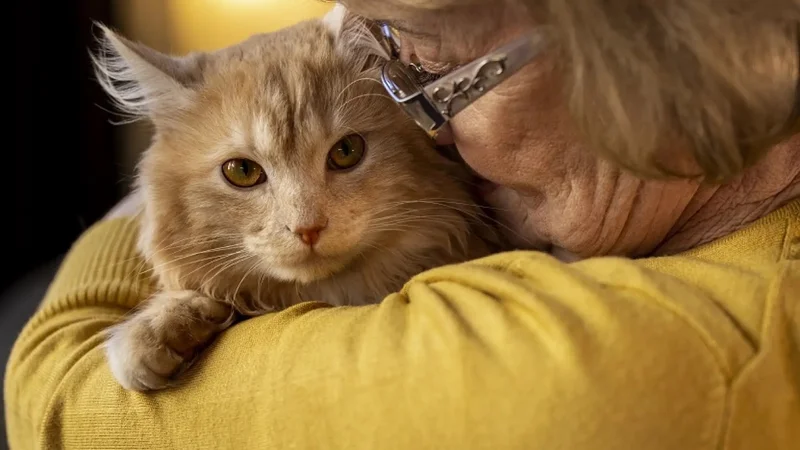 Gato y su dueña.