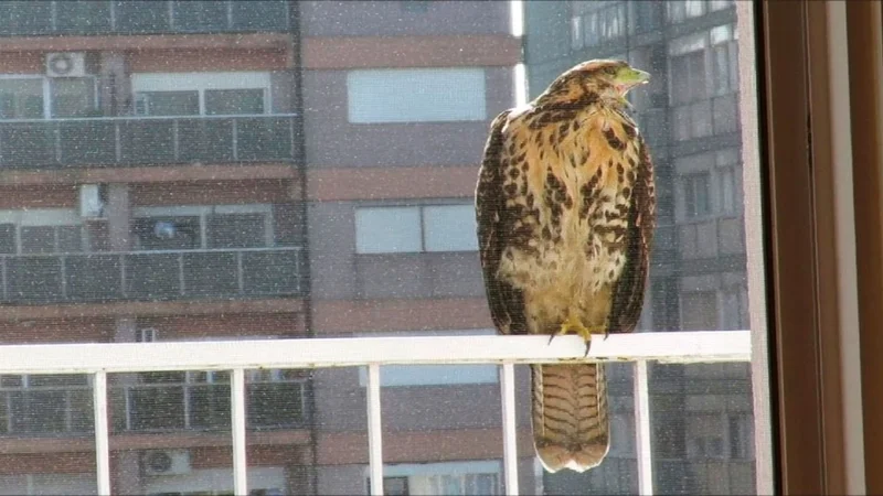 caba, ciudad de buenos aires, gavilanes