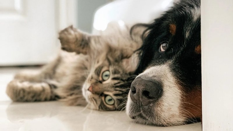 Gato y perro