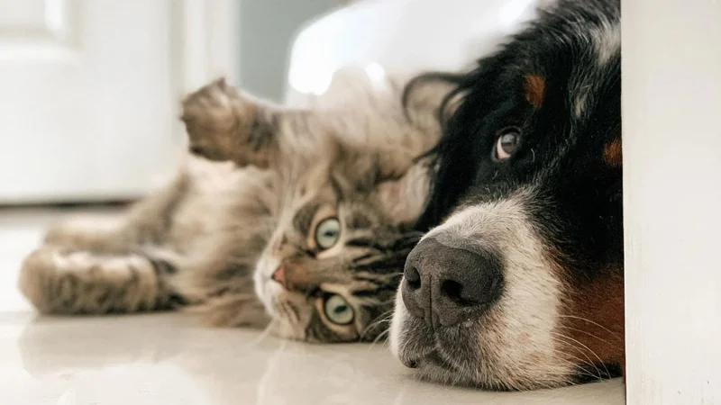 Gato y perro