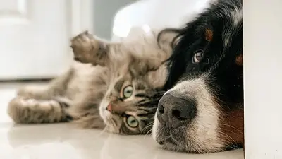 Gato y perro Gato y perro