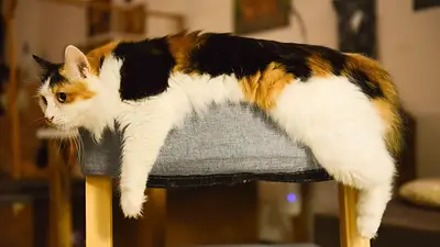 Gato solo en casa. Gato solo en casa.