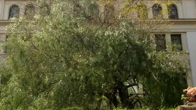 Árbol Árbol