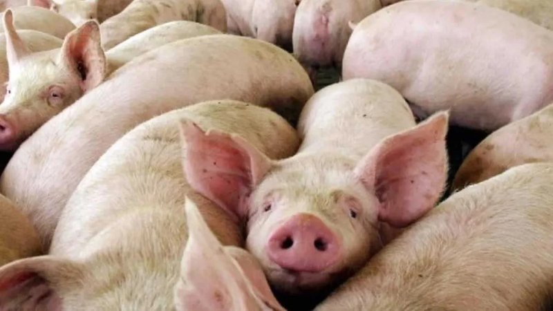 Alerta sanitaria por un brote de triquinosis en Córdoba: detectaron 41 casos en cinco localidades