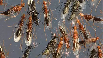 Invasión de hormigas voladoras en AMBA: qué significa y por qué no son un riesgo Invasión de hormigas voladoras en AMBA: qué significa y por qué no son un riesgo