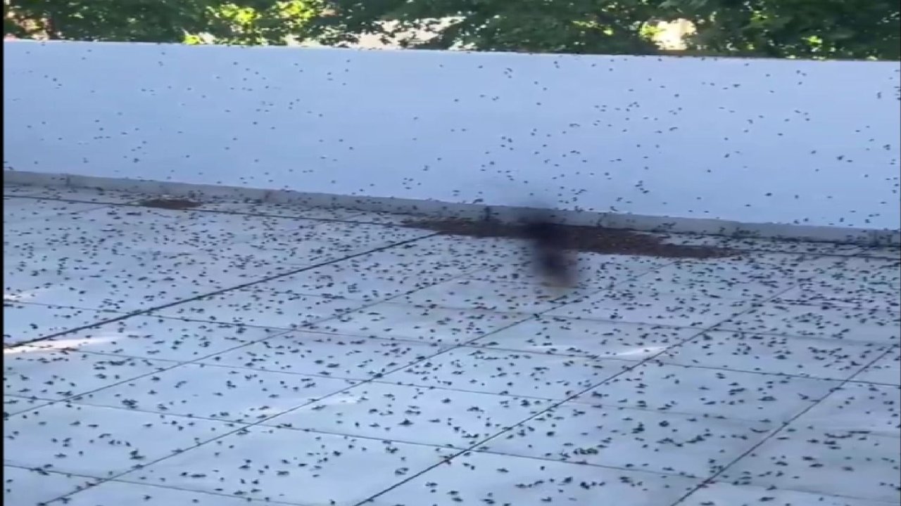 hormigas, hormigas voladoras, caba, ciudad de buenos aires