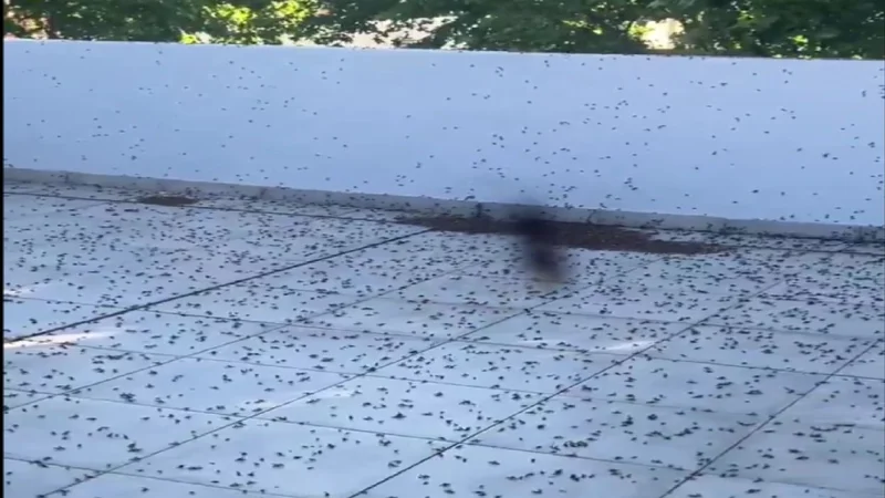 hormigas, hormigas voladoras, caba, ciudad de buenos aires