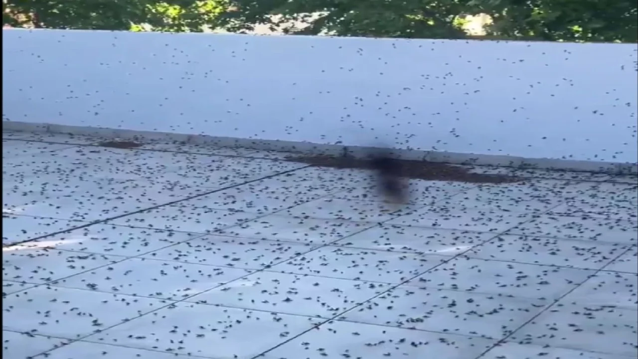 hormigas, hormigas voladoras, caba, ciudad de buenos aires