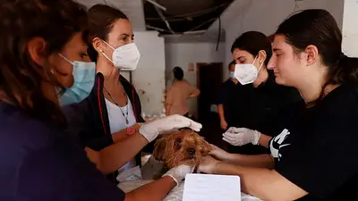 Inundaciones en España: Una clínica veterinaria improvisada trata a mascotas por el barro contaminado Inundaciones en España: Una clínica veterinaria improvisada trata a mascotas por el barro contaminado