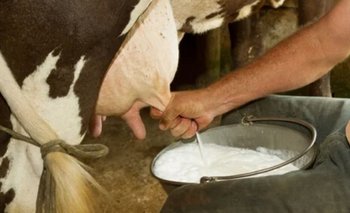 Por qué no se puede tomar leche extraída directamente de la vaca y qué peligros tiene | Virales