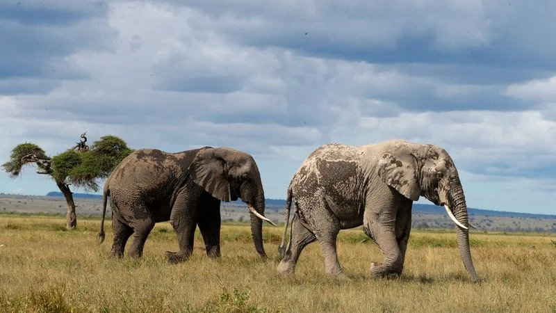 Investigadores documentan una enorme disminución de elefantes africanos en medio siglo
