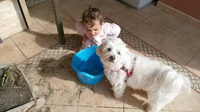 Bichón Maltés y niña. Bichón Maltés y niña.