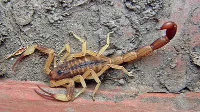 alacranes, caba, alacranes venosos, picadura de alacranes alacranes, caba, alacranes venosos, picadura de alacranes