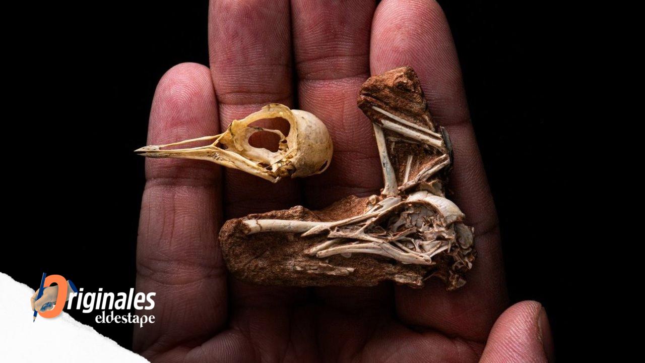 Por primera vez hallan el cráneo completo de un ave de la Era Mesozoica 