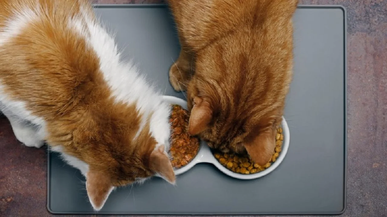 Gatos comiendo.