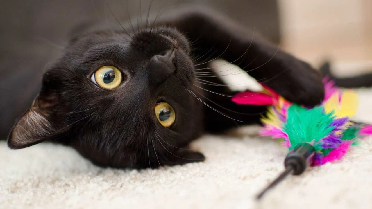 gato, gato negro, mala suerte, buena suerte