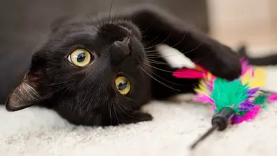No es solo darle agua fría: cómo cuidar a los gatos del calor, según veterinarios No es solo darle agua fría: cómo cuidar a los gatos del calor, según veterinarios