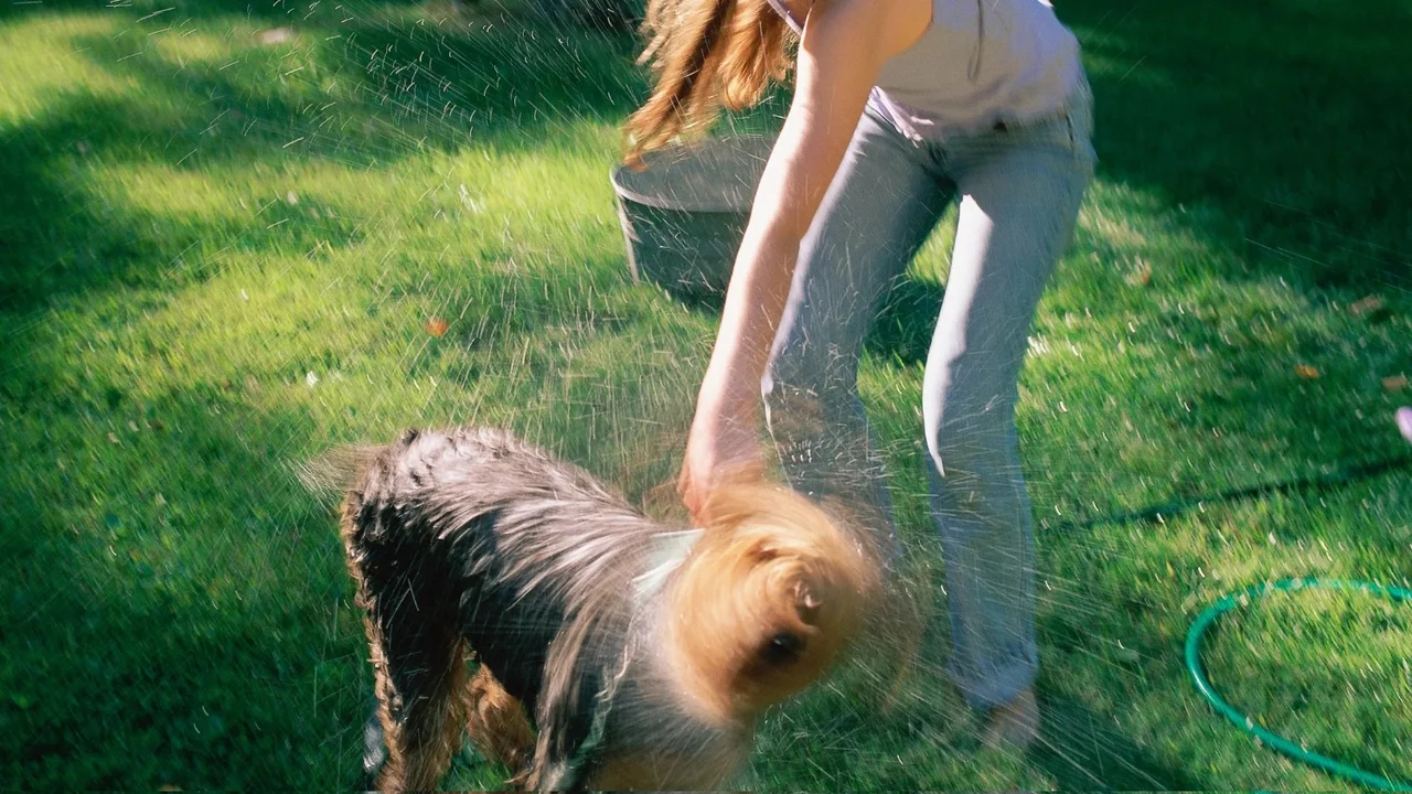 Perro mojado sacudiéndose