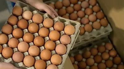 huevos, maple de huevo, heladera, agua huevos, maple de huevo, heladera, agua