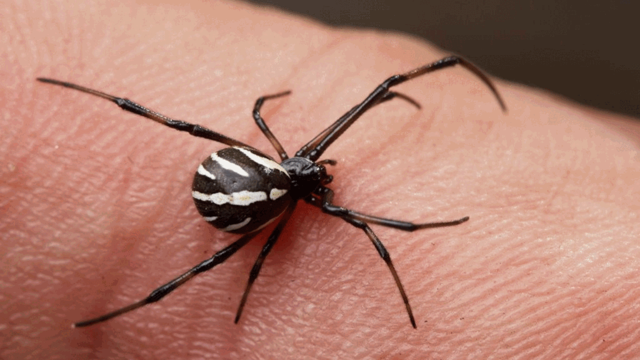 Venenosas y con mala fama: la especie mortal de araña que sobrevivó al invierno en Argentina y que implica un riesgo con el calor