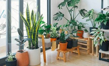 Infalibles: cuáles son las plantas que le dan buena energía y armonía al hogar | Plantas