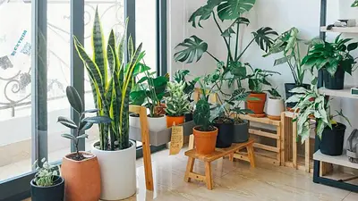 Plantas Plantas