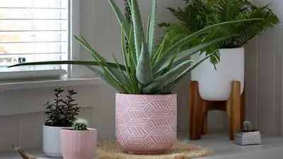 Cuál es la planta medicinal que está en todos los hogares. Cuál es la planta medicinal que está en todos los hogares.