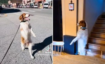 ¿Por qué los perros se paran en dos patas y qué significa que “caminen”? | Virales