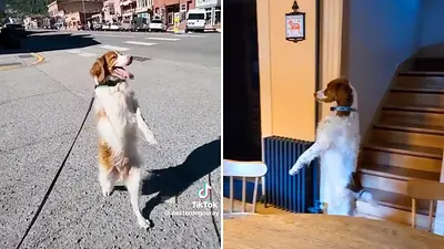 perro, mascotas, caninos perro, mascotas, caninos